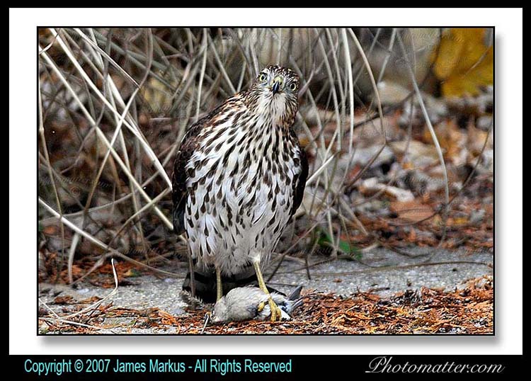 Image of 
hawk shot with Nikon D300